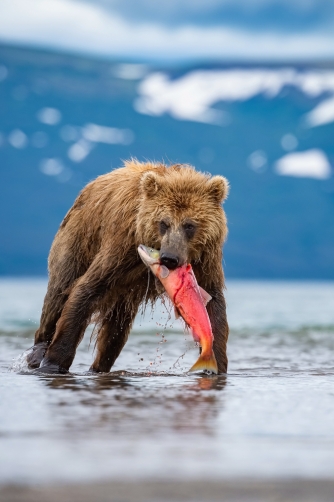 medvěd hnědý kamčatský (Ursus arctos...