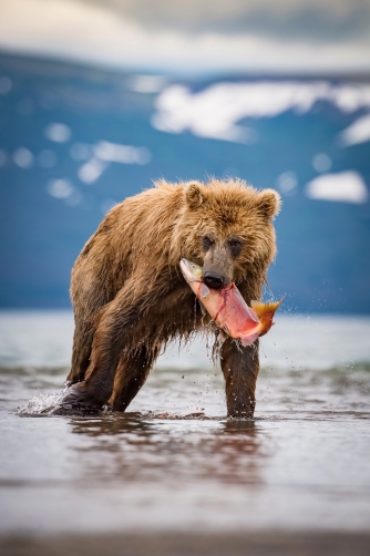 medvěd hnědý kamčatský (Ursus arctos...