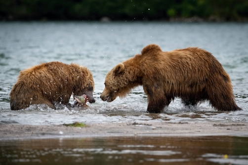 medvěd hnědý kamčatský (Ursus arctos...