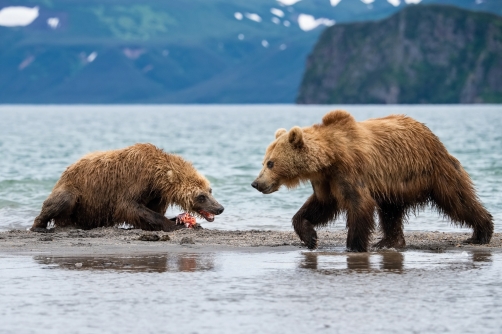 medvěd hnědý kamčatský (Ursus arctos...