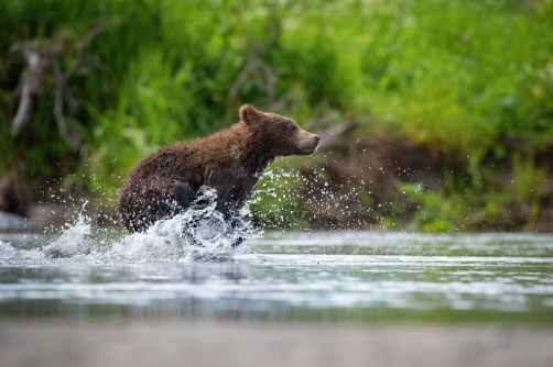 medvěd hnědý kamčatský (Ursus arctos...