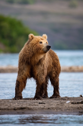 medvěd hnědý kamčatský (Ursus arctos...