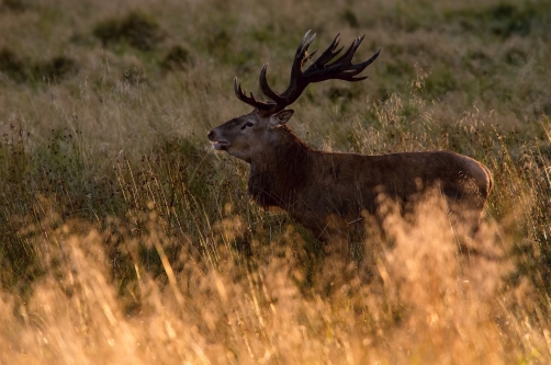 jelen lesní (Cervus elaphus) Red deer