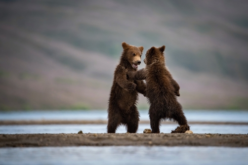 medvěd hnědý kamčatský (Ursus arctos...