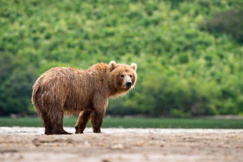 medvěd hnědý kamčatský (Ursus arctos...