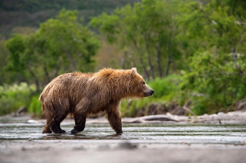 medvěd hnědý kamčatský (Ursus arctos...