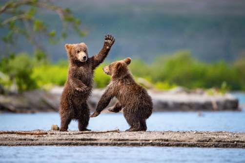 medvěd hnědý kamčatský (Ursus arctos...