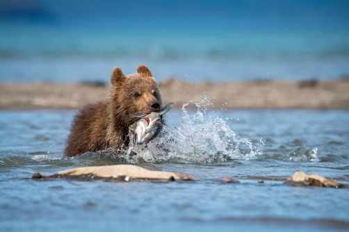 medvěd hnědý kamčatský (Ursus arctos...