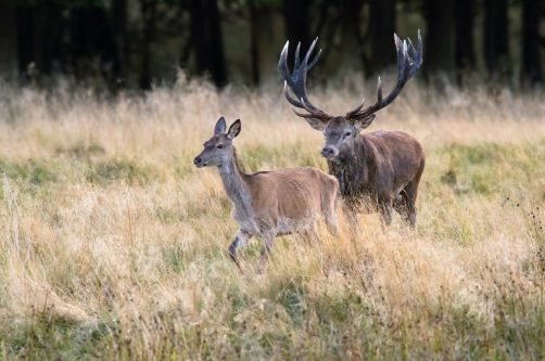 jelen lesní (Cervus elaphus) Red deer