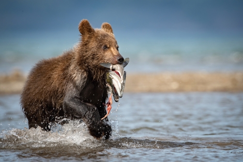 medvěd hnědý kamčatský (Ursus arctos...