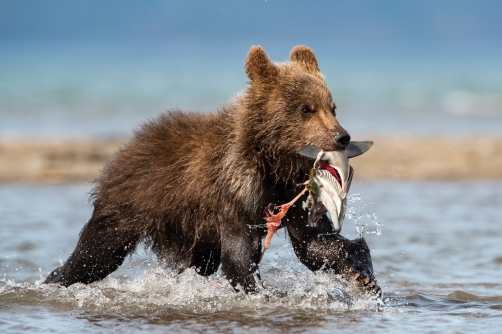 medvěd hnědý kamčatský (Ursus arctos...