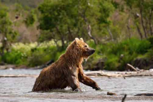 medvěd hnědý kamčatský (Ursus arctos...