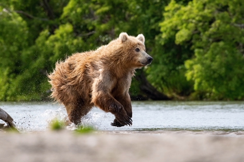 medvěd hnědý kamčatský (Ursus arctos...