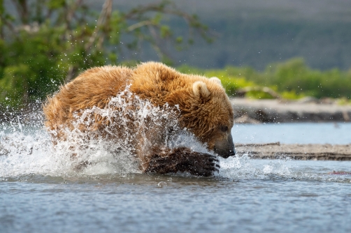 medvěd hnědý kamčatský (Ursus arctos...