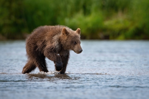 medvěd hnědý kamčatský (Ursus arctos...