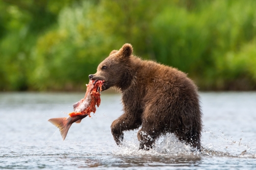 medvěd hnědý kamčatský (Ursus arctos...