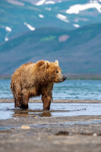 medvěd hnědý kamčatský (Ursus arctos...