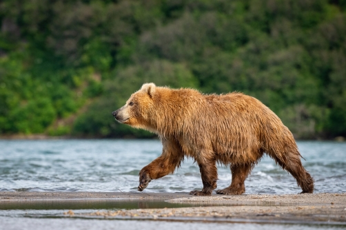 medvěd hnědý kamčatský (Ursus arctos...