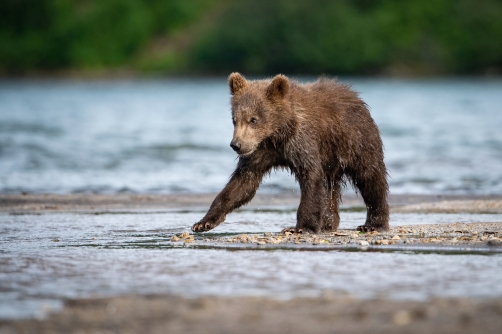 medvěd hnědý kamčatský (Ursus arctos...