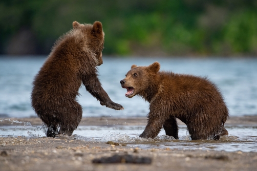 medvěd hnědý kamčatský (Ursus arctos...