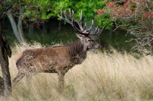 jelen lesní (Cervus elaphus) Red deer