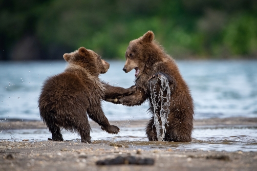 medvěd hnědý kamčatský (Ursus arctos...