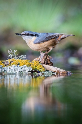 brhlík lesní (Sitta europaea) Eurasian...