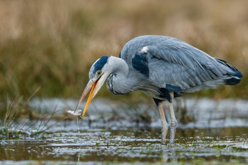 volavka popelavá (Ardea cinerea) Grey heron