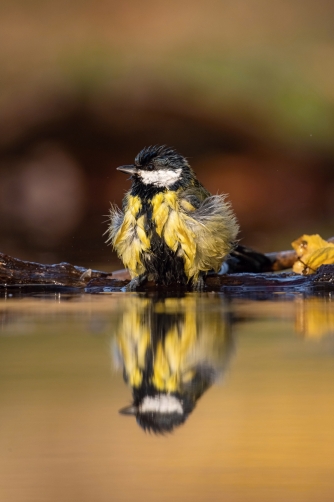 sýkora koňadra (Parus major) Great tit