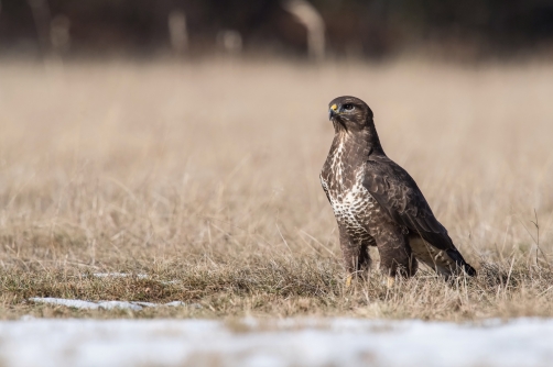 káně lesní (Buteo buteo) Common buzzard