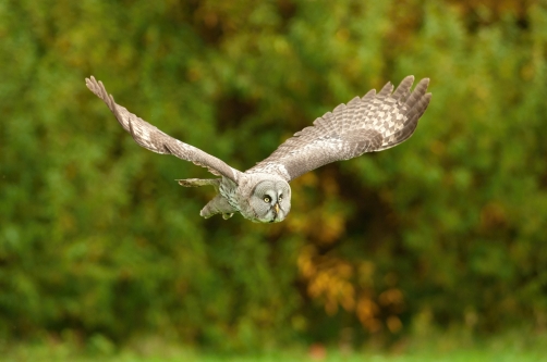 puštík bradatý (Strix nebulosa) Great...