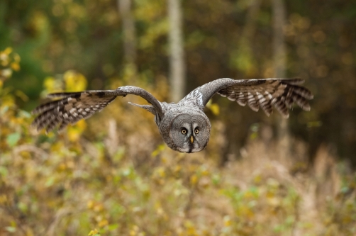 puštík bradatý (Strix nebulosa) Great...