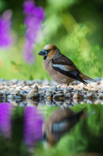 dlask tlustozobý (Coccothraustes...