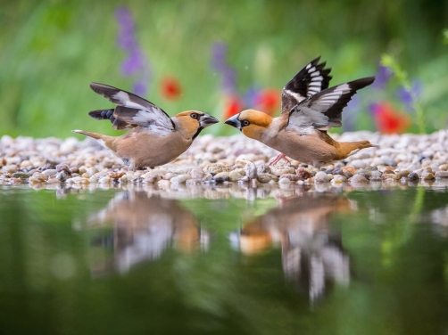 dlask tlustozobý (Coccothraustes...