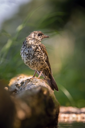 drozd zpěvný (Turdus philomelos) Song...