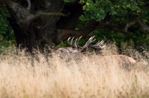 jelen lesní (Cervus elaphus) Red deer