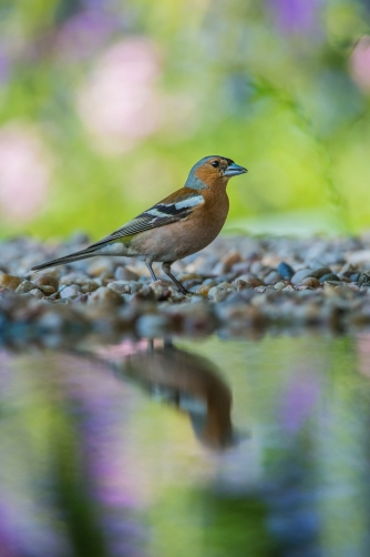 pěnkava obecná (Fringilla coelebs) Common...