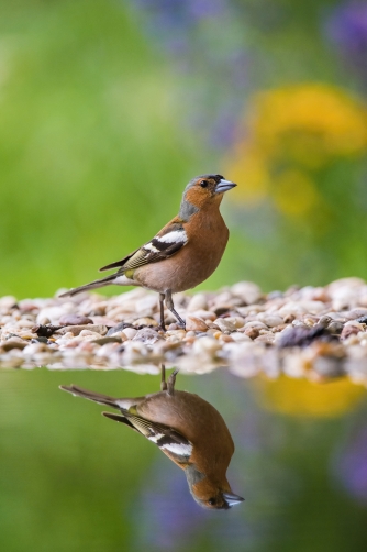 pěnkava obecná (Fringilla coelebs) Common...