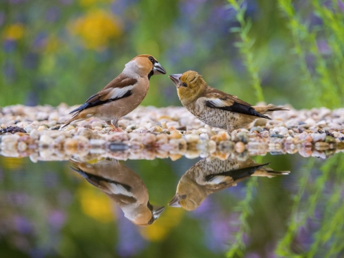 dlask tlustozobý (Coccothraustes...