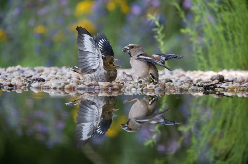 dlask tlustozobý (Coccothraustes...