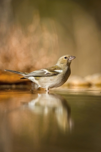 pěnkava obecná (Fringilla coelebs) Common...