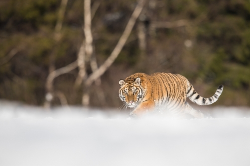 tygr ussurijský (Panthera tigris altaica)...