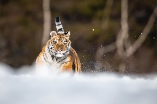 tygr ussurijský (Panthera tigris altaica)...