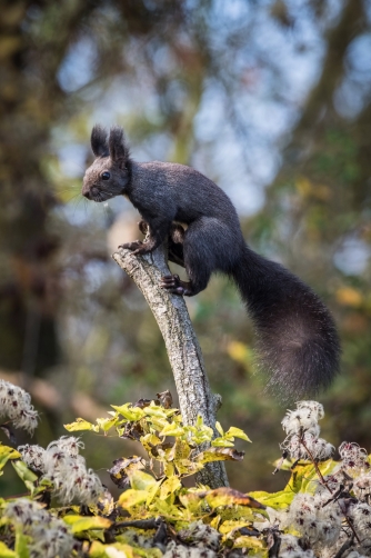 veverka obecná (Sciurus vulgaris) Red...