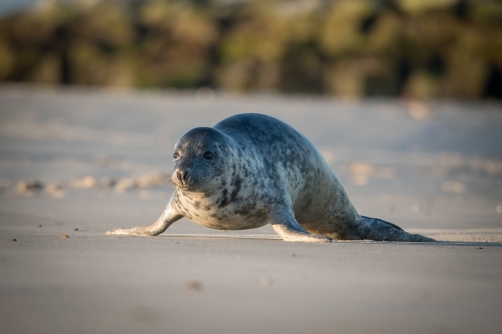 tuleň obecný (Phoca vitulina) Harbor seal