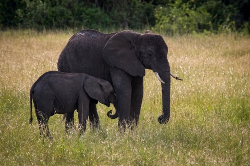 slon africký (Loxodonta africana) African...