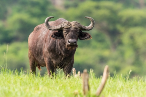 buvol africký kaferský (Syncerus caffer)...