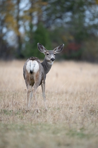 jelenec ušatý (Odocoileus hemionus) Mule...