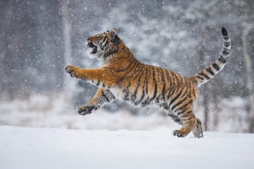 tygr ussurijský (Panthera tigris altaica)...