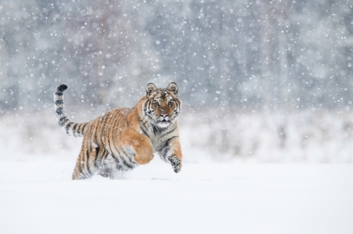 tygr ussurijský (Panthera tigris altaica)...